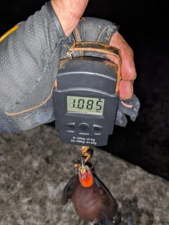 久々のキロアップ