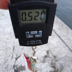 デカイカは見えただけ…