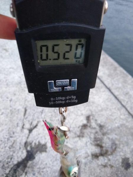 デカイカは見えただけ…