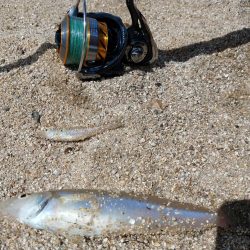 巨大シロギス筆頭に40匹超え