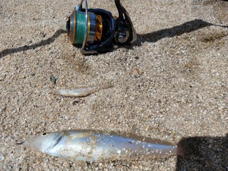 巨大シロギス筆頭に40匹超え