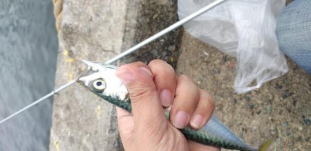 サバ、タケノコメバル