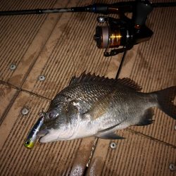 ポップクィーンでギンガメアジとチヌ