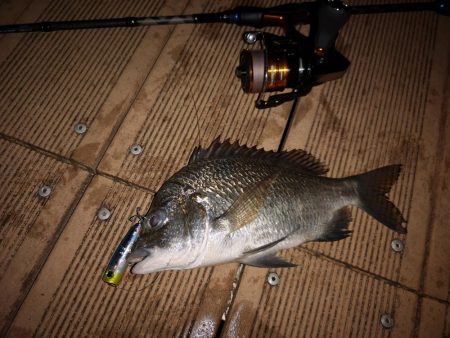 ポップクィーンでギンガメアジとチヌ