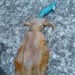 今日は子イカだらけ