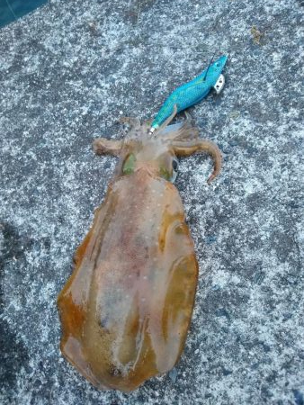 今日は子イカだらけ