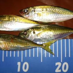 アジングとさばんぐ