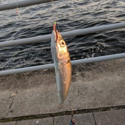 サバゲー　鯖は好調