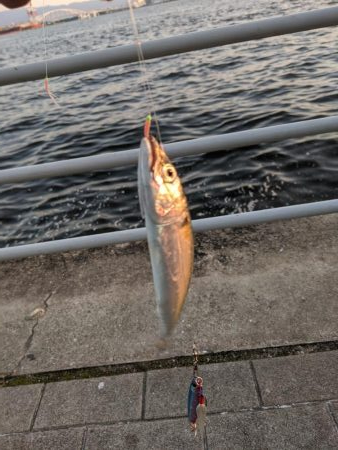 サバゲー　鯖は好調