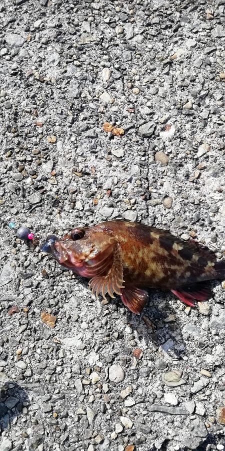 テトラで穴釣り