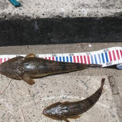 夏マゴチ絶好調