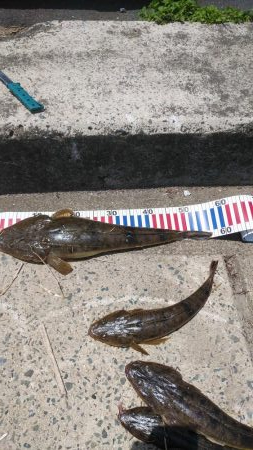 夏マゴチ絶好調