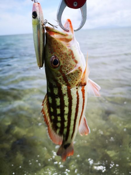 インリーフでなかなかの好調