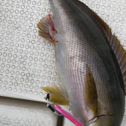 SLJで五目釣り!!