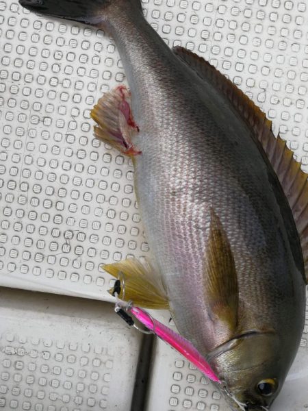 SLJで五目釣り!!