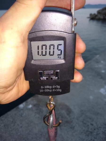 ギリキロいかず…