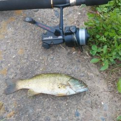 スモールマウスバスプチラシュ