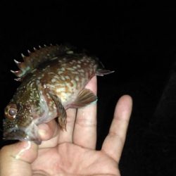 カサゴ 投げて待つだけ