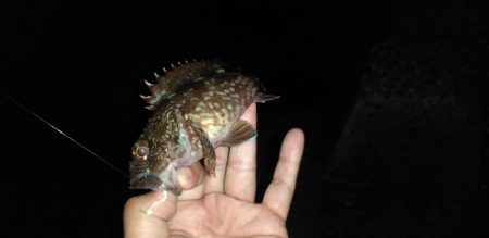 カサゴ 投げて待つだけ