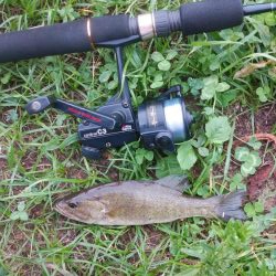 スモールマウス