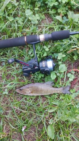 スモールマウス