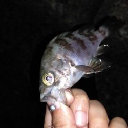 メバル、アジ、カサゴ