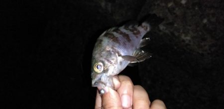 メバル、アジ、カサゴ