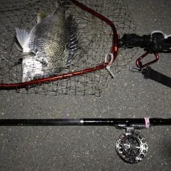 （2020/06/26 南港ヘチ釣り　 キビレチヌ38cm～ 釣果有り）