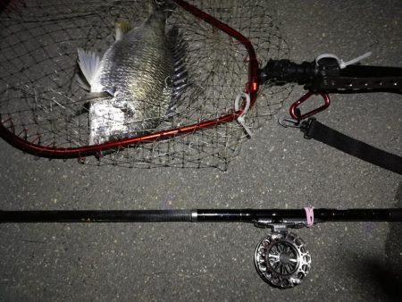 （2020/06/26 南港ヘチ釣り　 キビレチヌ38cm～ 釣果有り）