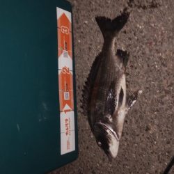 ナイタークロダィ