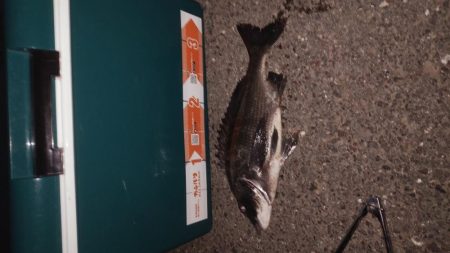 ナイタークロダィ