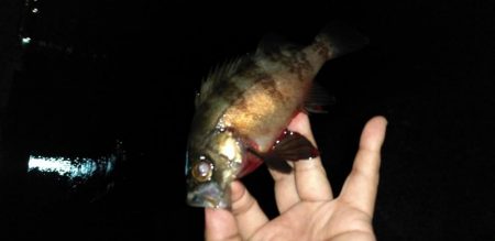 メバル、カサゴ