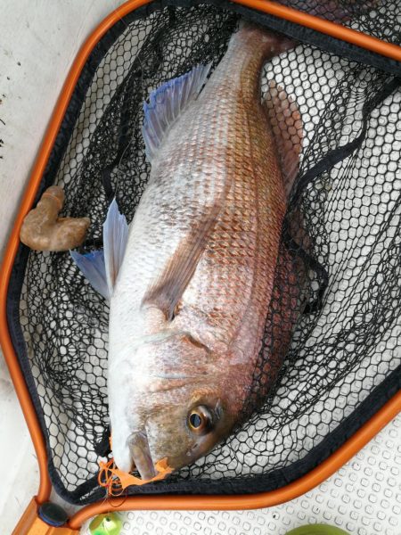 タイラバとジギングと迷走