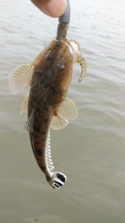 宮津マゴチ釣果