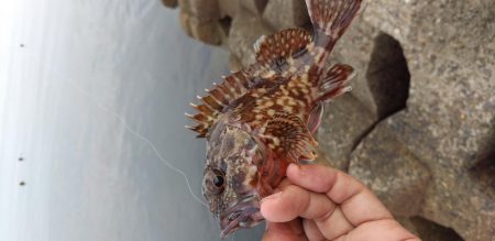 デイメバリングするも