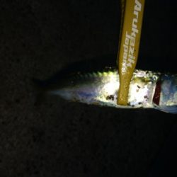 激渋メバリング