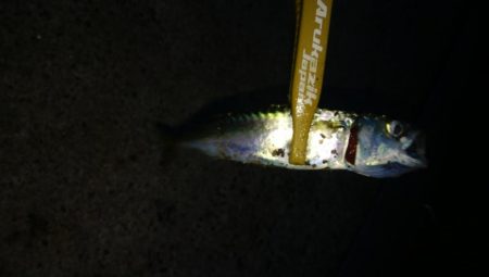 激渋メバリング