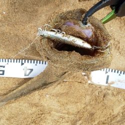 今年 初ランカーサイズ!