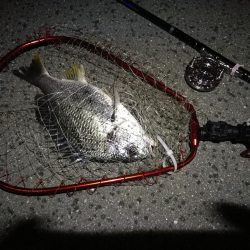 (2020/06/27 南港ヘチ釣り キビレチヌ41cm~ 釣果有り)