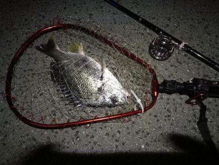 (2020/06/27 南港ヘチ釣り キビレチヌ41cm~ 釣果有り)