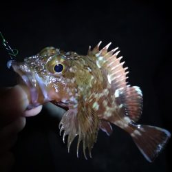 メバリングのはずが。