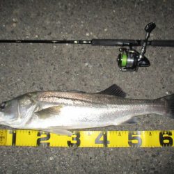 シーバス短時間釣行