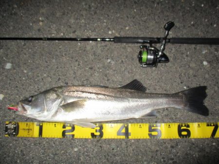 シーバス短時間釣行