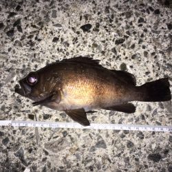 強いアタリとともに・・・