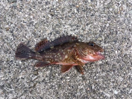 大蔵海岸３回目