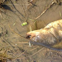 雨後のナマズ釣り