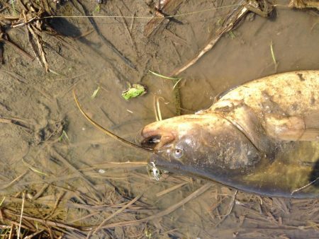 雨後のナマズ釣り