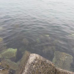 やっとシーズン初メバル！