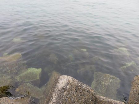 やっとシーズン初メバル！