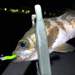 梅雨メバルを狙って
